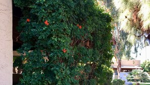 A building with a dense ivy-covered wall, a small palm tree, and a clear sky.