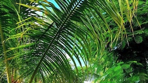 Un pequeño edificio de una sola planta con techo blanco y paredes turquesa, rodeado de vegetación exuberante y palmeras.
