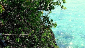 Vista costera con aguas azul turquesa, terreno rocoso y vegetación densa.