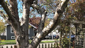 A tree with a wooden planter filled with purple flowers, a wooden fence, and houses in the background.