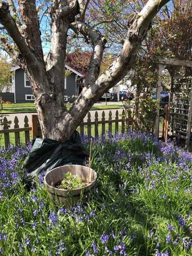 Captain's Cottage, historic cottage on corner lot.