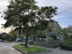 Stroll through a charming neighborhood lined with historic homes and lush greenery.