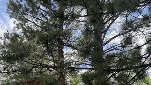 A rustic cabin with a wooden exterior, a deck, and a river in the background. - On The River, Hot Tub, Walk to Town #6002 (Estes Park)