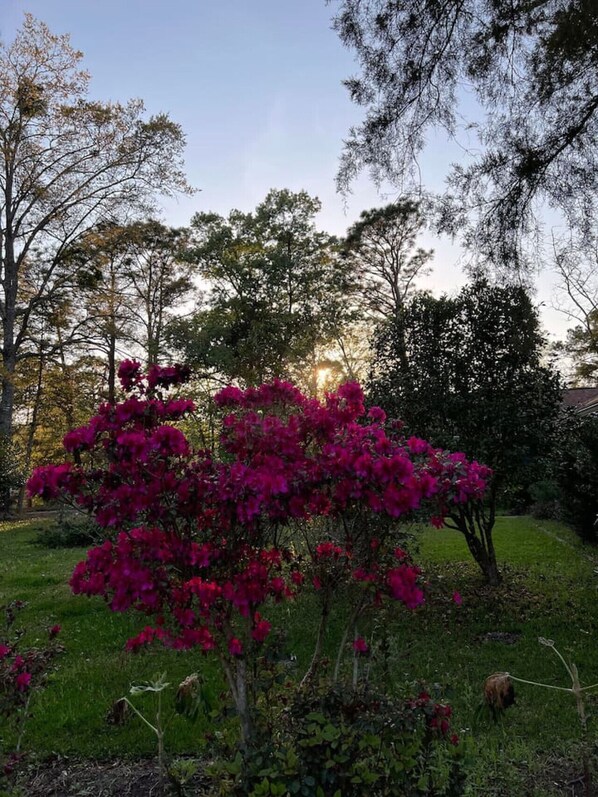 Property grounds - Stay&Play On Golf Course. Pets are allowed (Beaufort)