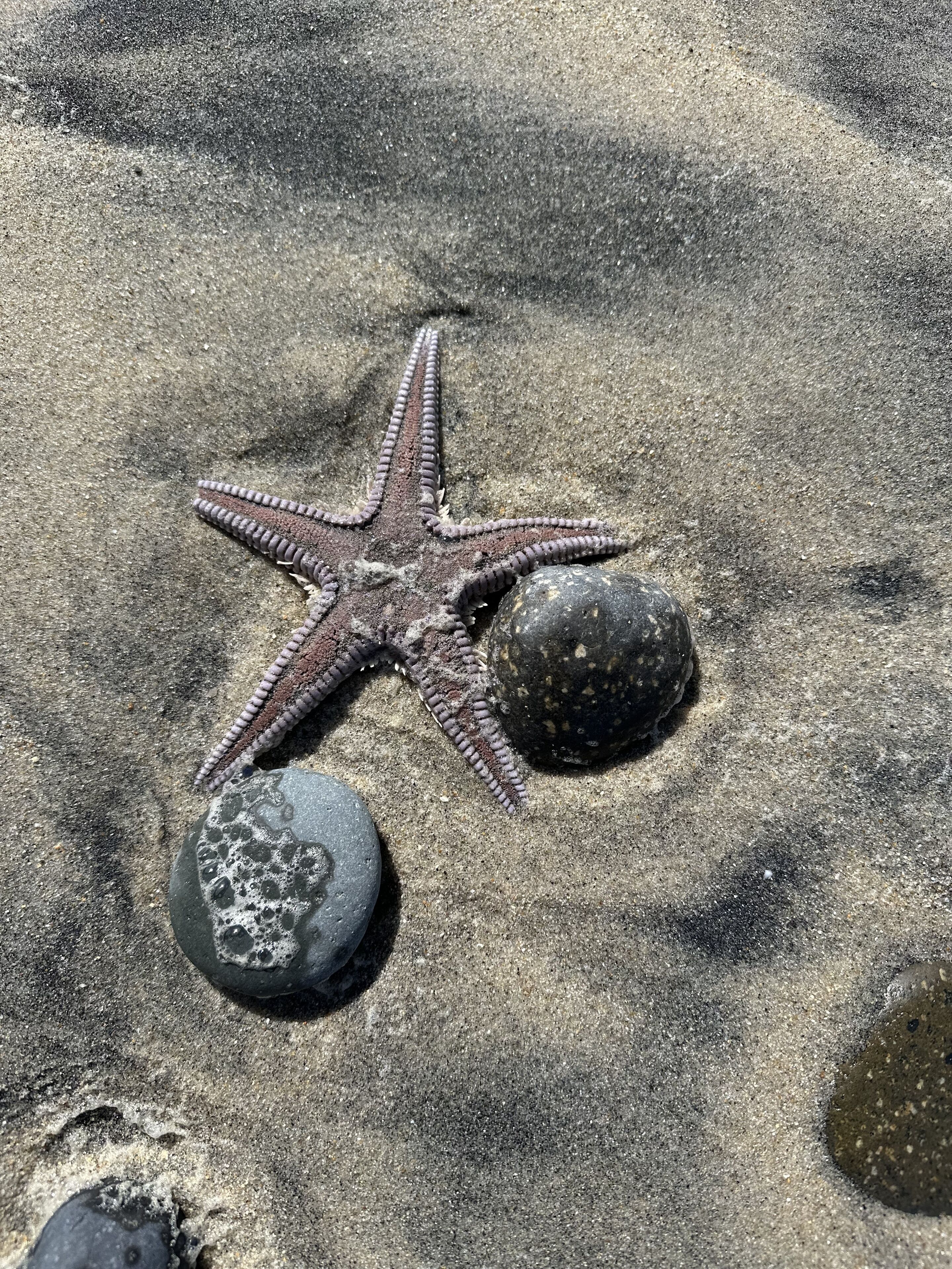 Una stella marina su una superficie sabbiosa con una roccia nelle vicinanze.