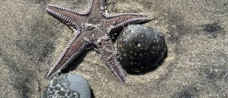 Una stella marina su una superficie sabbiosa con una roccia nelle vicinanze.