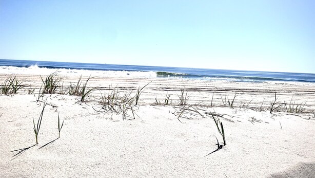 Een strand met zand en weinig begroeiing.