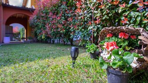 Un jardin où l’on trouve une variété de plantes et un petit objet noir sur l’herbe.