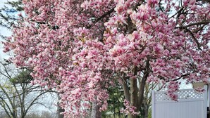 Ein Essbereich im Freien mit einem Glastisch und roten Stühlen, umgeben von Bäumen mit rosa Blüten und Blick auf ein Gewässer.