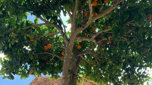 A stone building with a red door and windows, surrounded by greenery and a tree with orange fruits. - Unique Experience in the Heart of Nature (Chãos)
