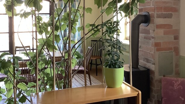 Ein Zimmer mit einem Holzbodenregal, das einen Blumentopf, einen Ziegelkamin und einen Essbereich mit Stühlen und einem Tisch beherbergt.