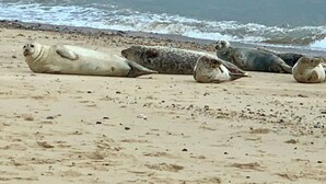 Een strand met meerdere zeehonden die rusten op het zand in de buurt van het water.