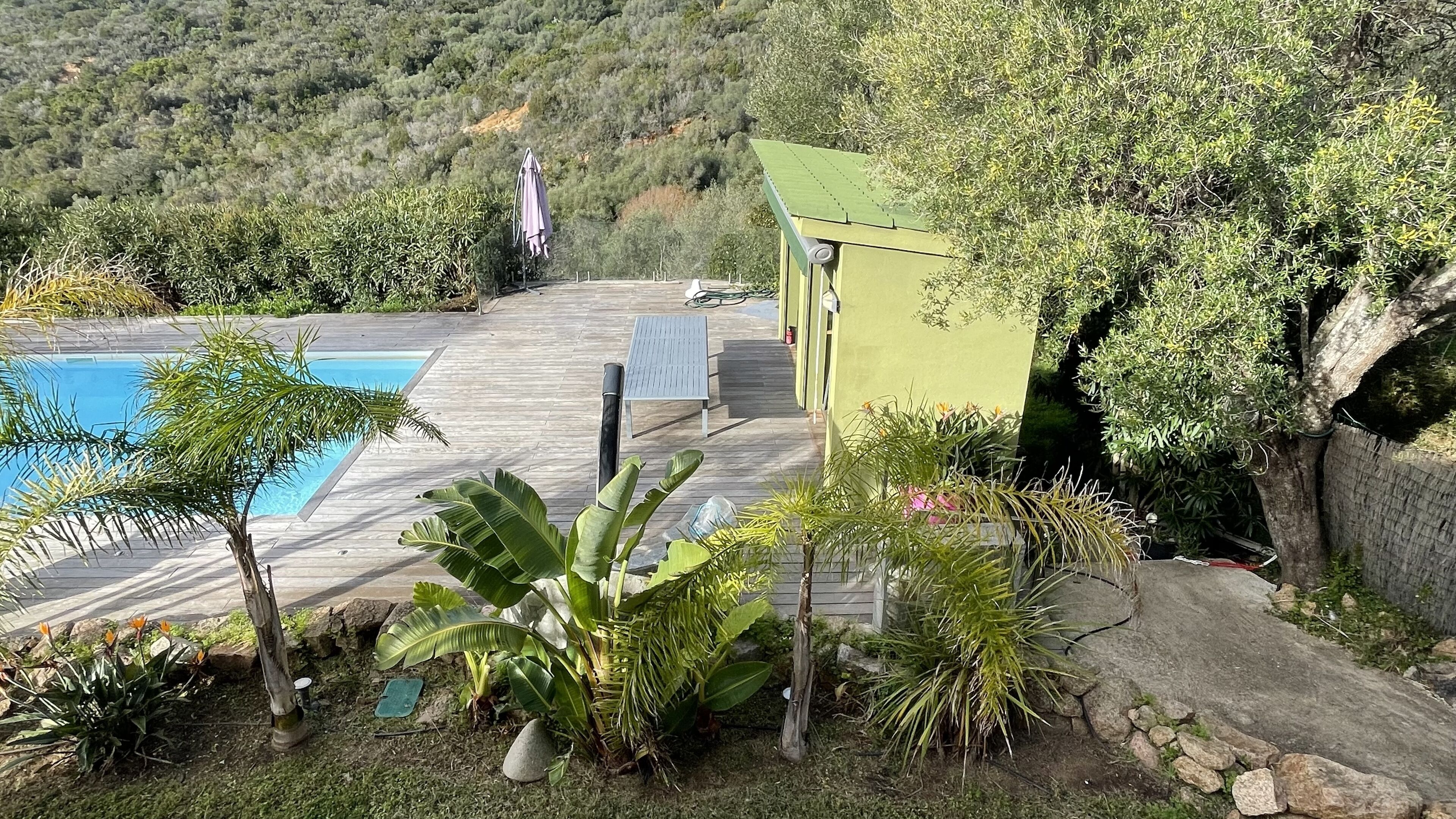 A pool area with a wooden deck, surrounded by tropical plants and a green building.