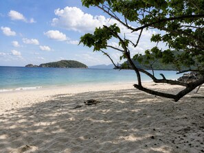 A beach with clear water, a sandy shore, and a tree branch overhanging.