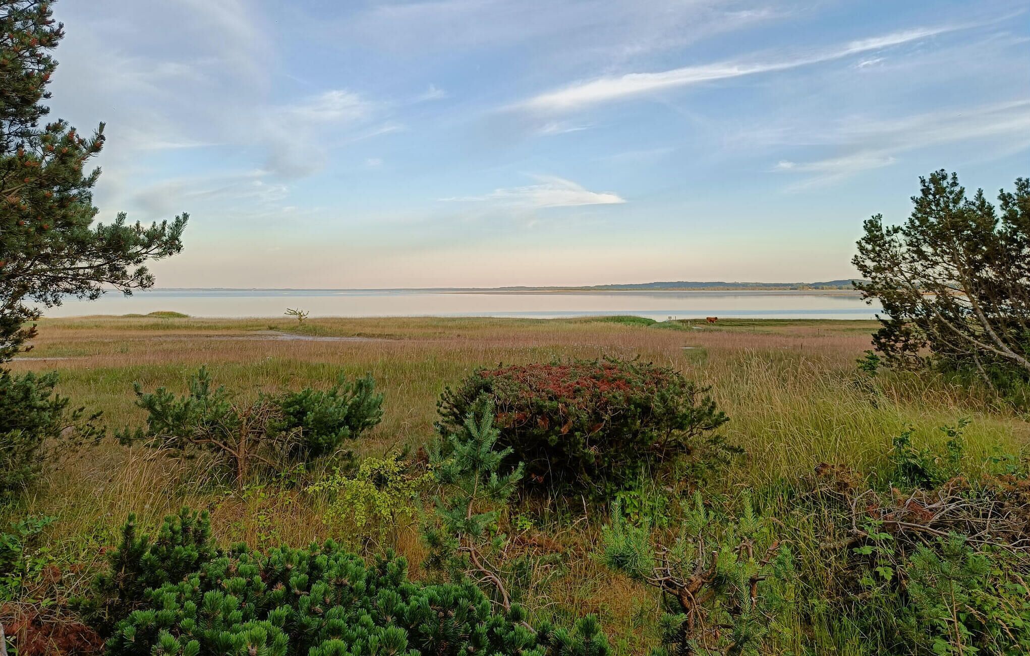 Eine Küstenlandschaft mit Blick auf das Meer, saftigen Wiesen und vereinzelten Bäumen.