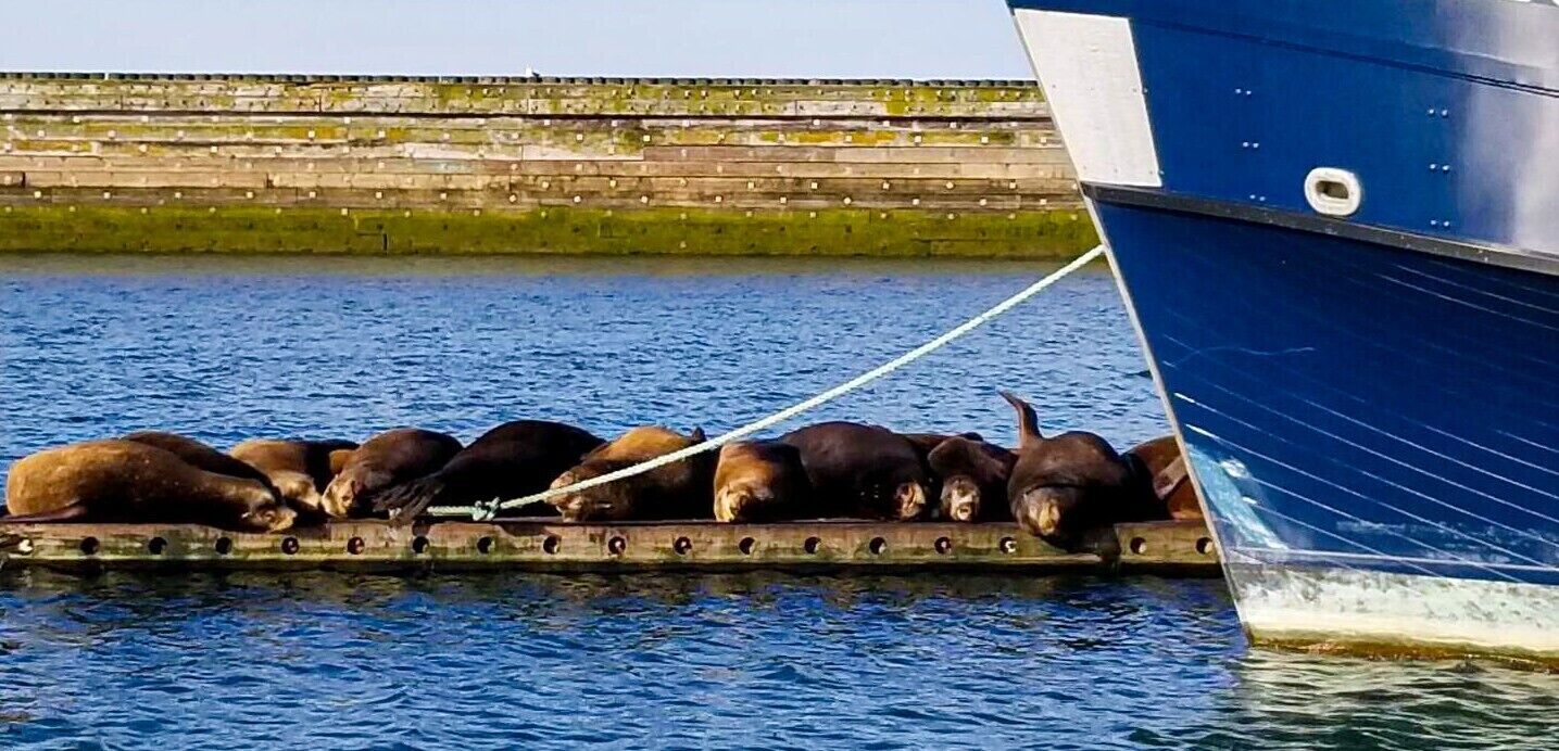 A group of seals resting on a wooden platform attached to a boat.