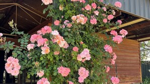 A building with a rose bush climbing up the side.