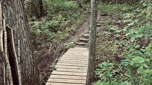 Un étroit sentier en bois serpente à travers une zone boisée, bordée d’arbres des deux côtés.