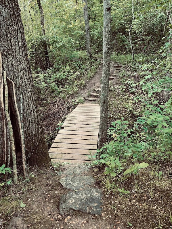 A narrow wooden pathway in a forested area with trees on either side.
