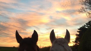 Miscellaneous - https://tiny-horses.be/ (Pont-à-Celles)