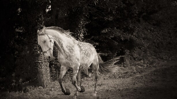 Miscellaneous - https://tiny-horses.be/ (Pont-à-Celles)