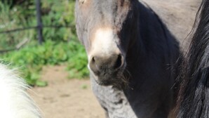 Property grounds - https://tiny-horses.be/ (Pont-à-Celles)