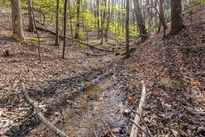 Une zone boisée traversée par un ruisseau aux eaux boueuses.