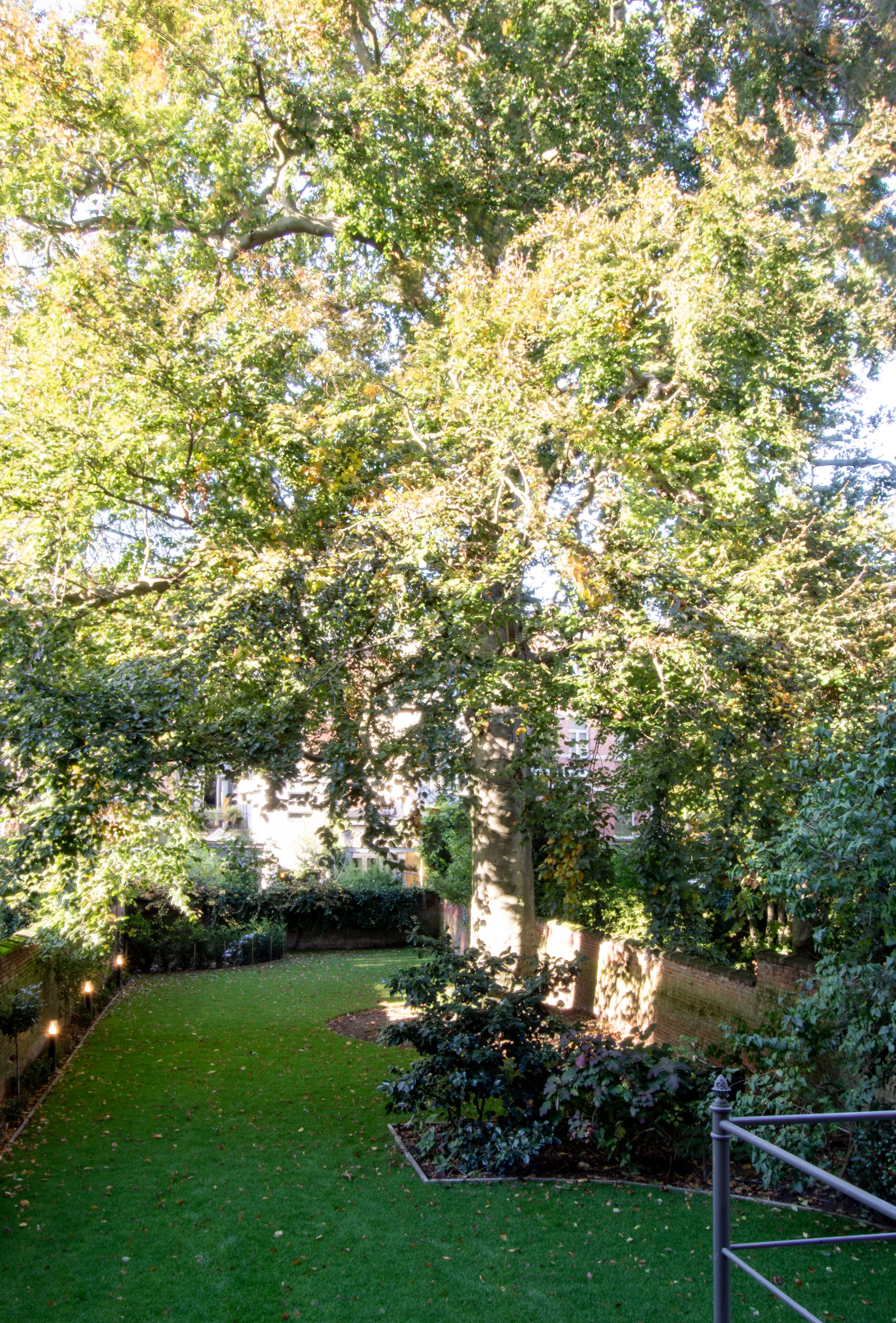 Foto - The Old Beech