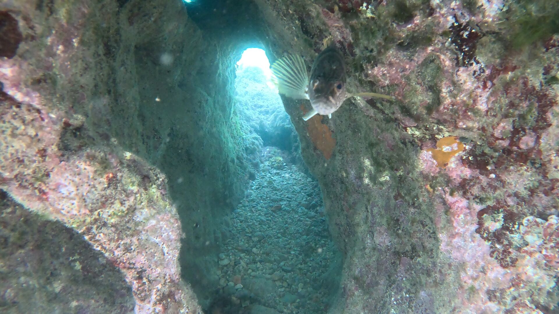 Un estrecho pasaje submarino con paredes rocosas y un pez nadando.