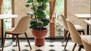 Een kamer met een grote potplant, twee stoelen, een tafel en een vloer met een geometrisch tegelpatroon.