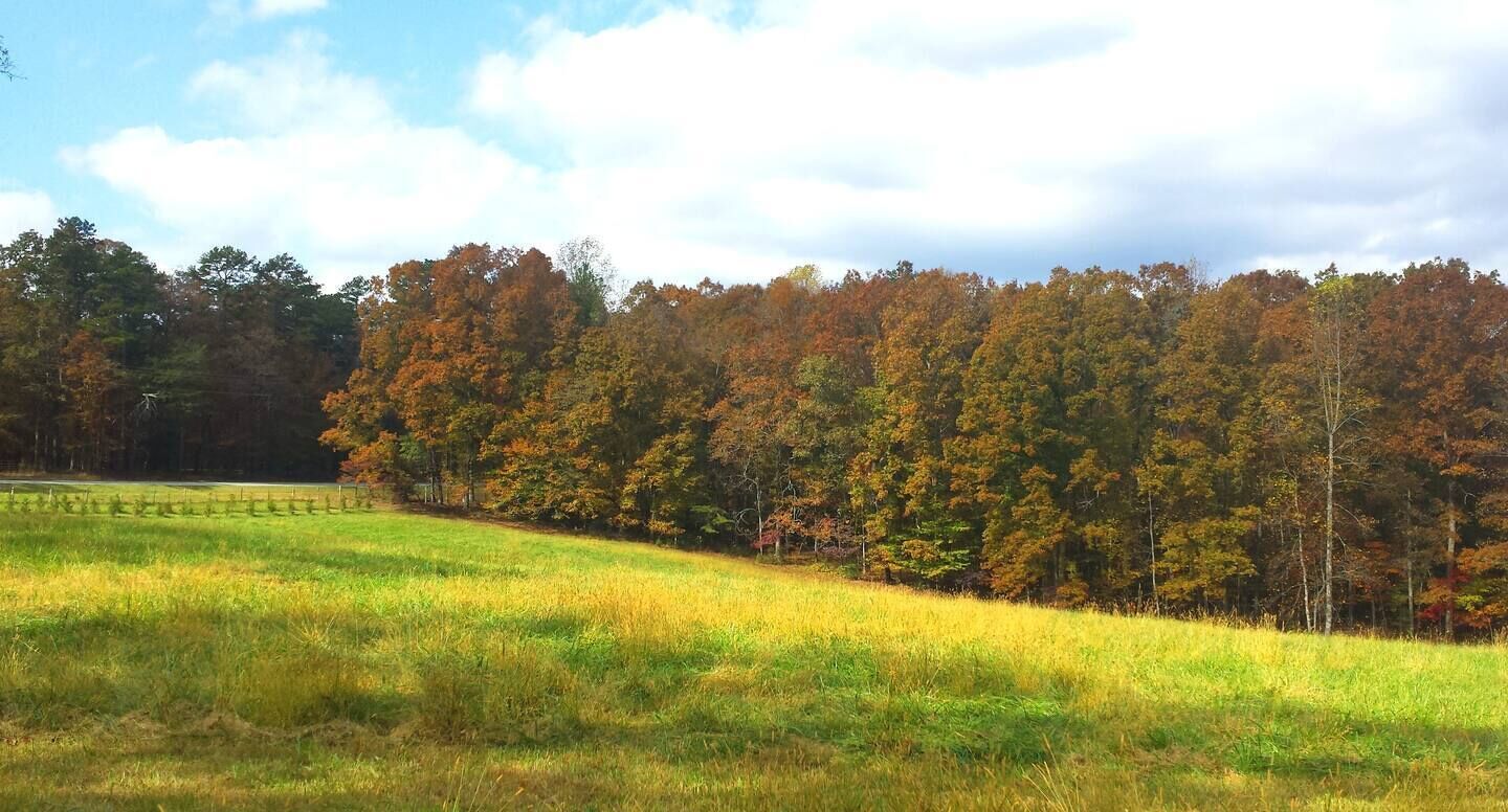 A grassy field with a fence and trees in the background.