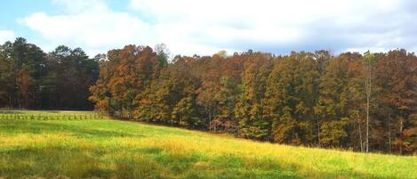 A grassy field with a fence and trees in the background.