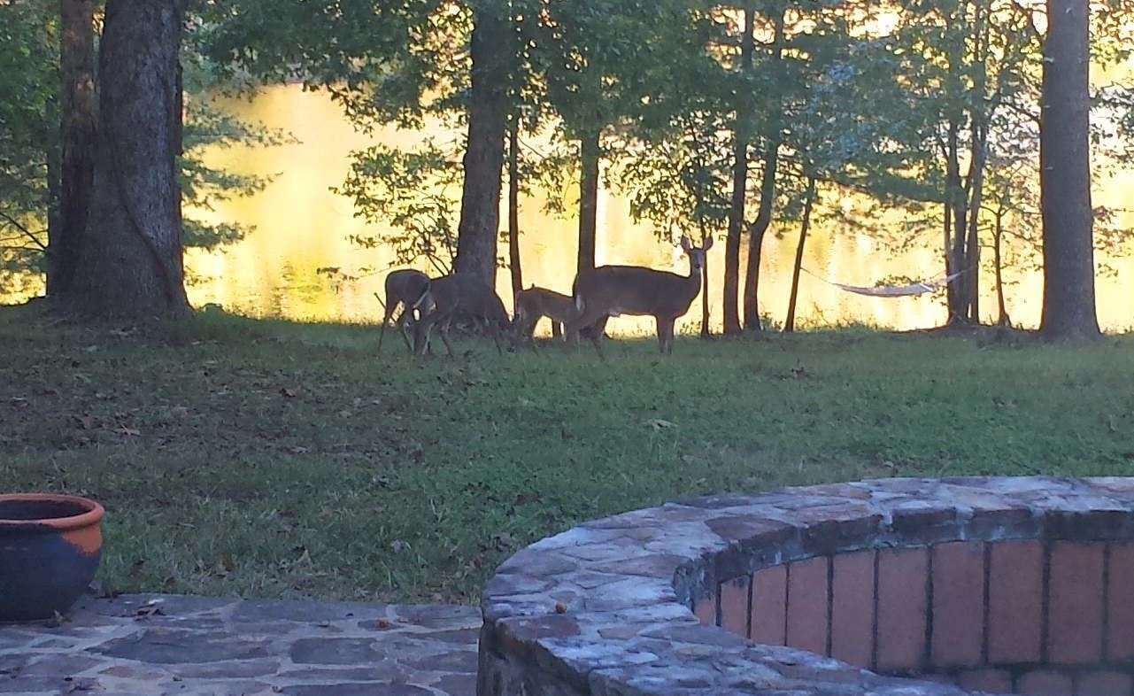 A stone patio with a brick fire pit, surrounded by a grassy area with trees and a body of water in the background.