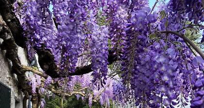 Belle demeure de charme XVIIIe - Circuit la Loire à Vélo entre Blois et Chambord