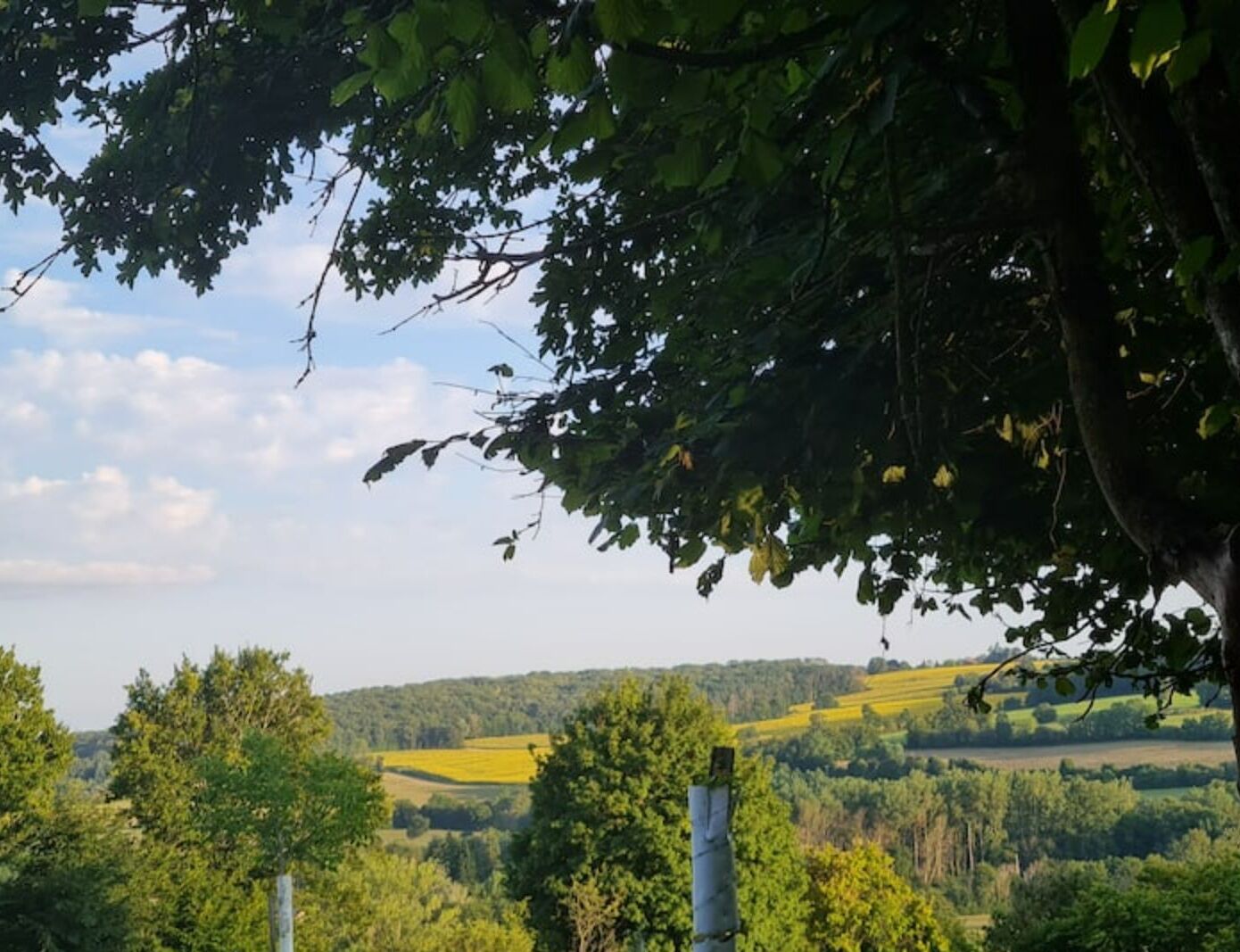 Un paysage composé d'arbres et de champs.