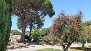 A landscaped garden with a large tree, a smaller flowering tree, and a paved pathway.