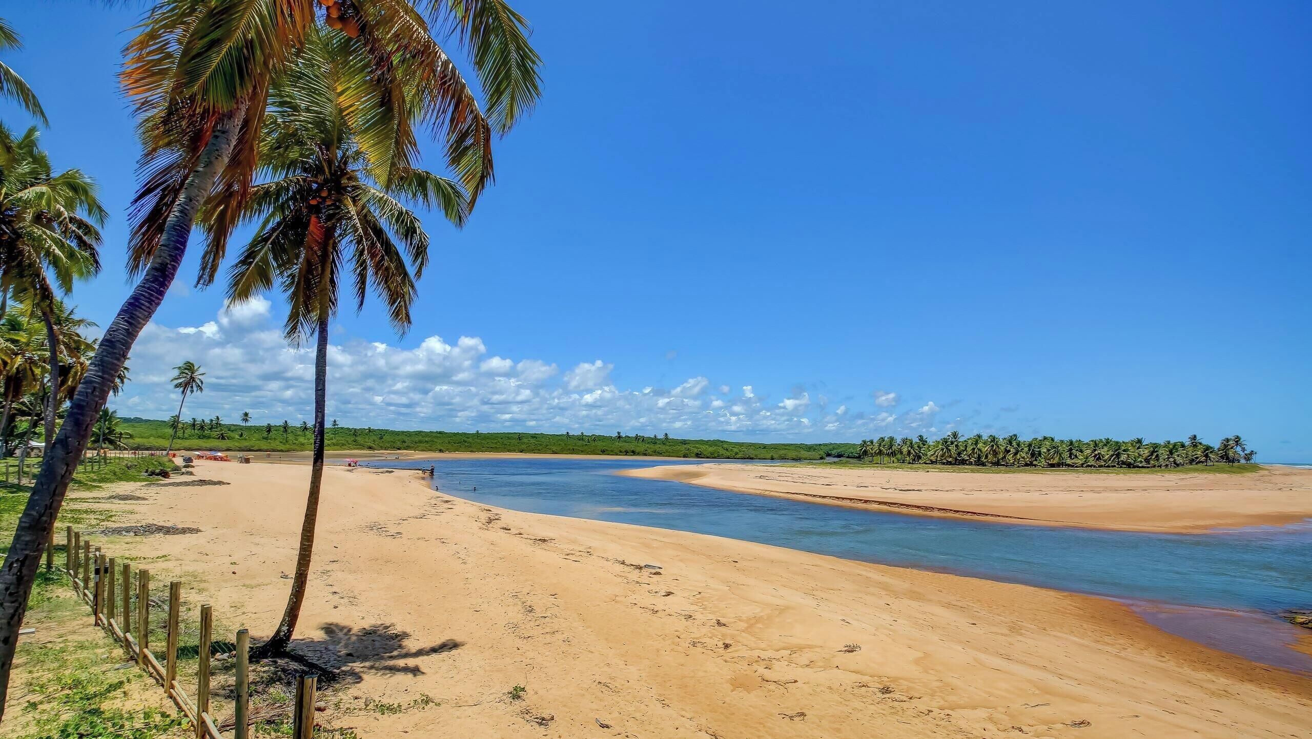 Una playa con orilla arenosa, palmeras y un cielo azul despejado.