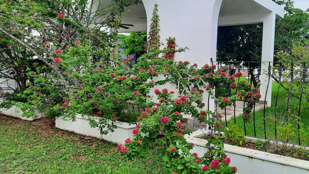 BBQ/picnic Area - Mayakoba Gardens (Playa del Carmen)