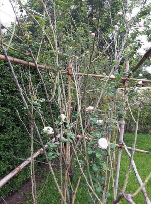 Un giardino con un traliccio addobbato da piante rampicanti e rose.