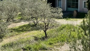 Ein modernes Gebäude mit einem großen Fenster und einer Tür, umgeben von einem Garten mit Bäumen und Sträuchern.