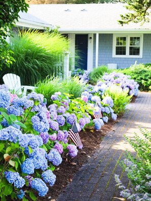 A pathway lined with hydrangea bushes and American flags, leading to a house with a porch. - The Blue Crab Unit 7 (Harwich)