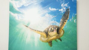 A sea turtle swimming underwater with sunlight filtering through the water. - The Hideaway at Lake Ridge #2 (Fort Lauderdale)
