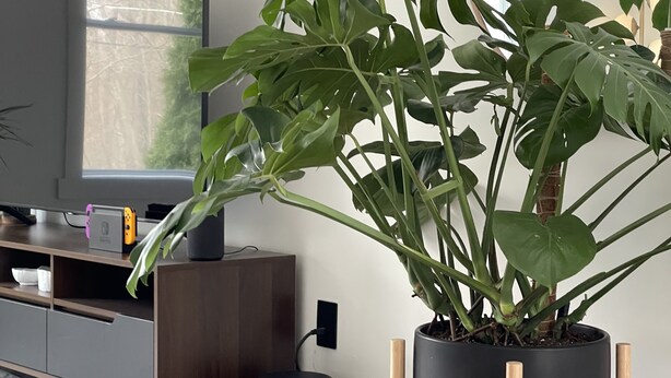 A living room with a large potted plant, a flat-screen TV, a wooden entertainment unit, and a white rug. - Convenient Getaway in the Heart of Hudson Valley (Tillson)