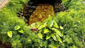A small bridge over a stream in a lush garden area with dense greenery and a stone wall in the background. - Villa Lulu Buzios (Búzios)