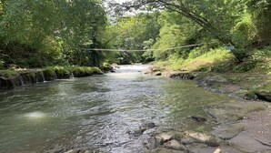 Une rivière traverse une zone boisée, et un pont de corde enjambe cette rivière.