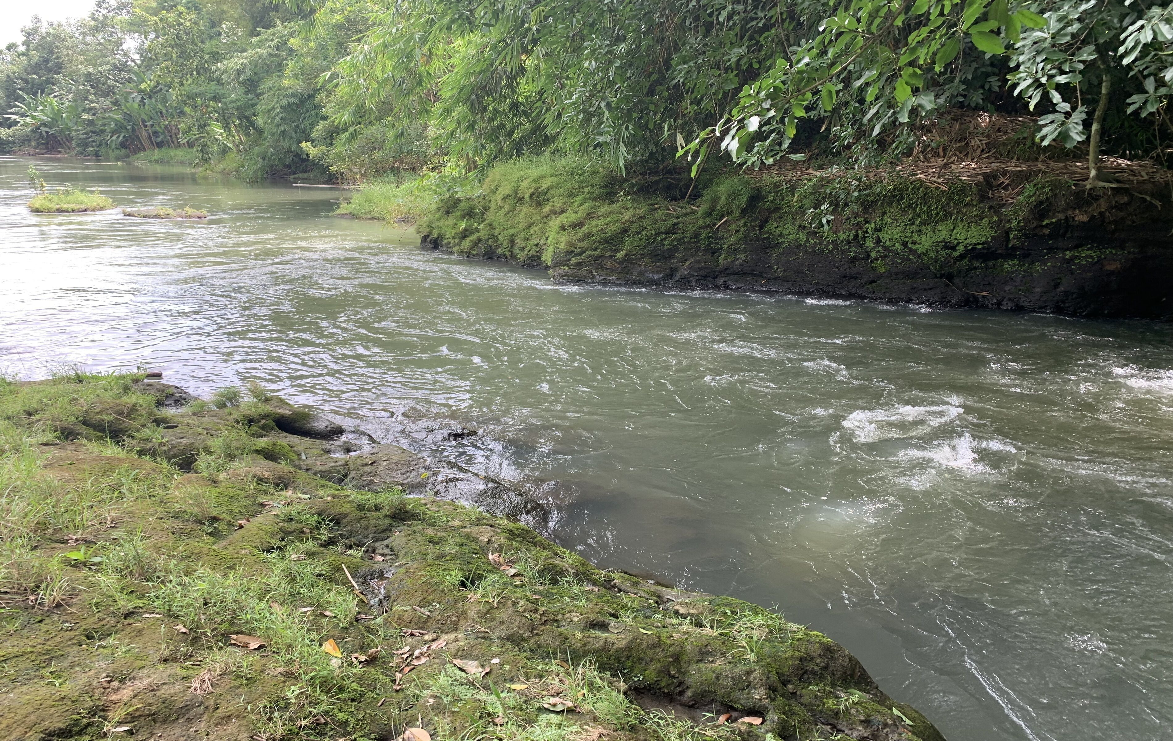A river flowing through a forested area with moss-covered rocks and dense greenery.