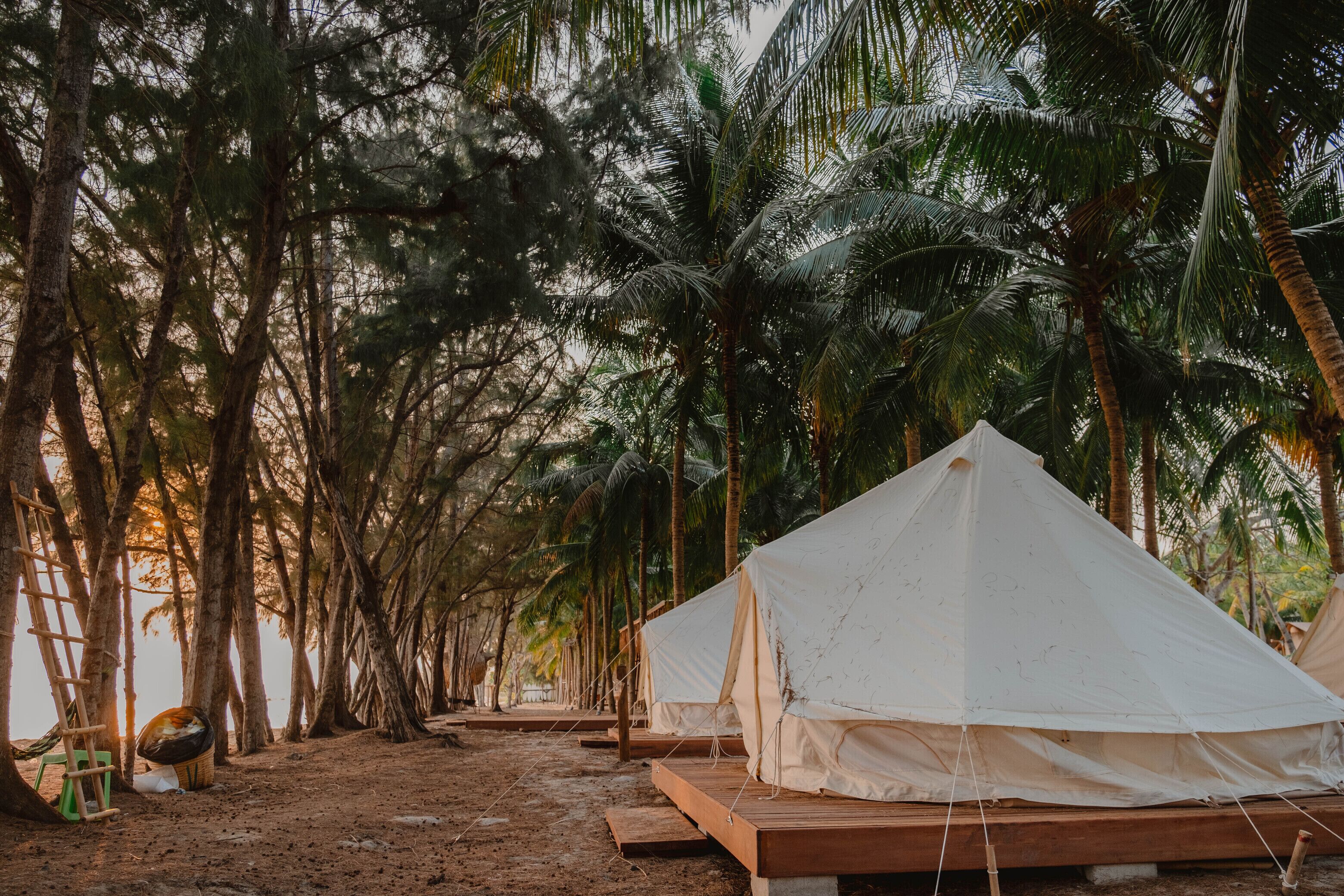 A row of simple, white tents with wooden platforms, set in a forested area with tall palm trees.
