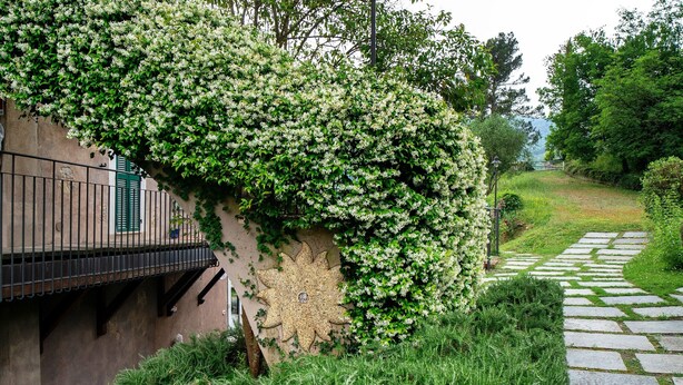 Un sendero de piedra serpentea por un jardín exuberante, con una pared cubierta de flores blancas y una barandilla de metal.