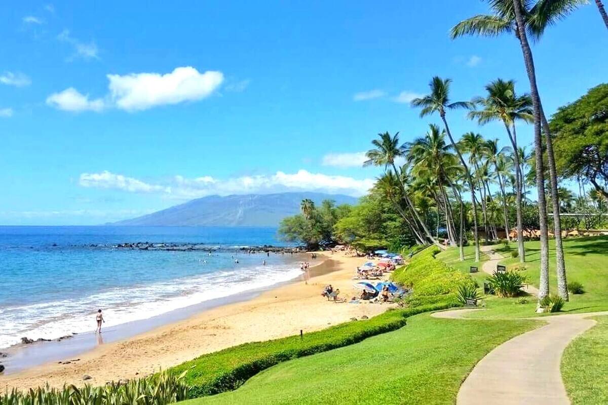 A beach with palm trees, a clear sky, and a mountain in the background.