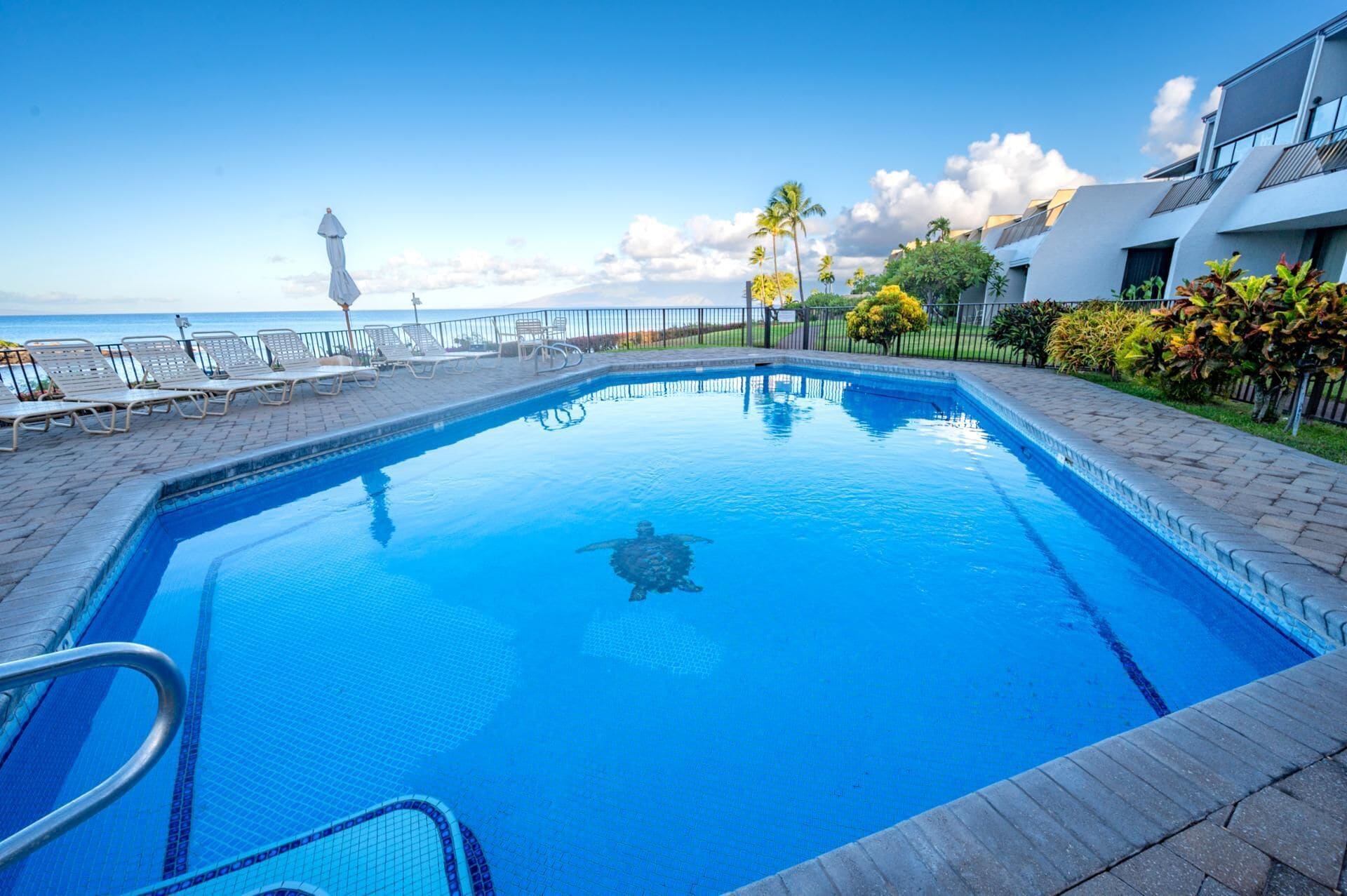Condo, Ocean View (NAP-B13) | Pool